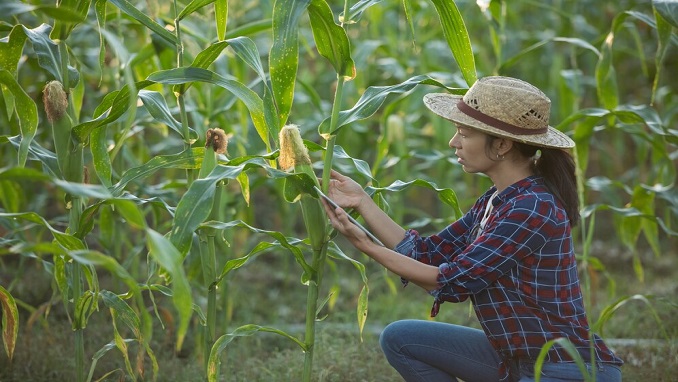 Bayer image of short corn crops climate change
