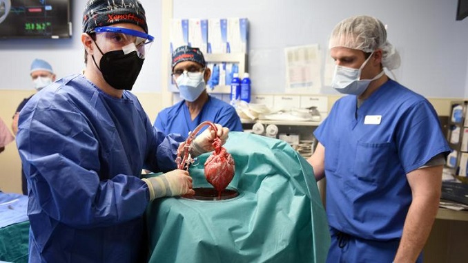 University of Maryland scientists performed xenotransplantation of a gene-edited pig heart into a human