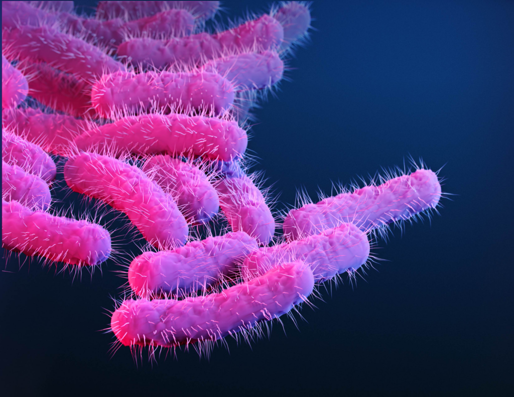 A close-up image of drug-resistant superbug Shigella provided by the CDC