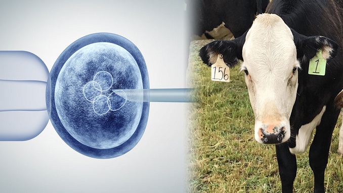 gene-edited cattle for food