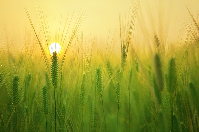 barley field with sunrise