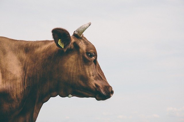 image of cow cattle profile via Unsplash