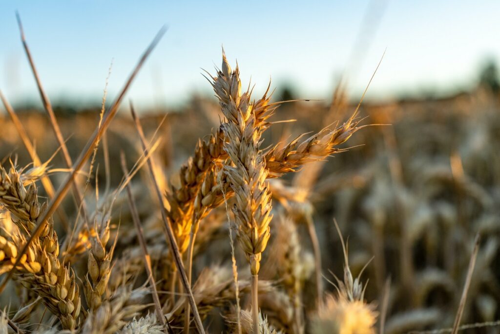 wheat crop (Frank Albrecht/Unsplash)