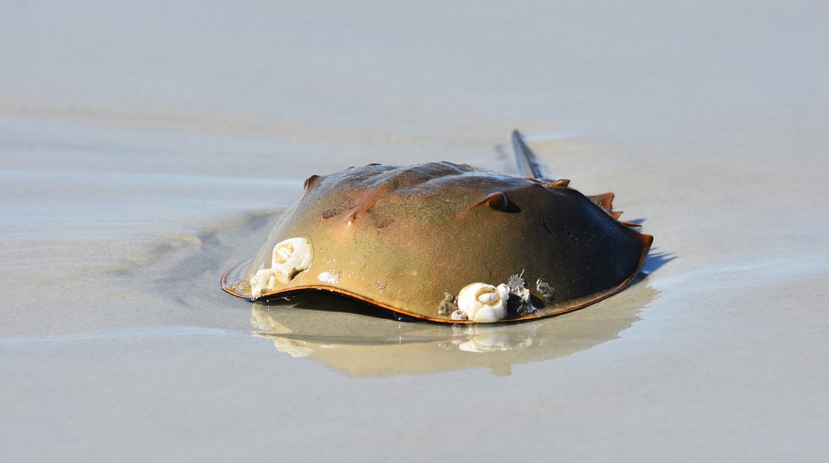 Horseshoe crab population can be spared with regulatory change