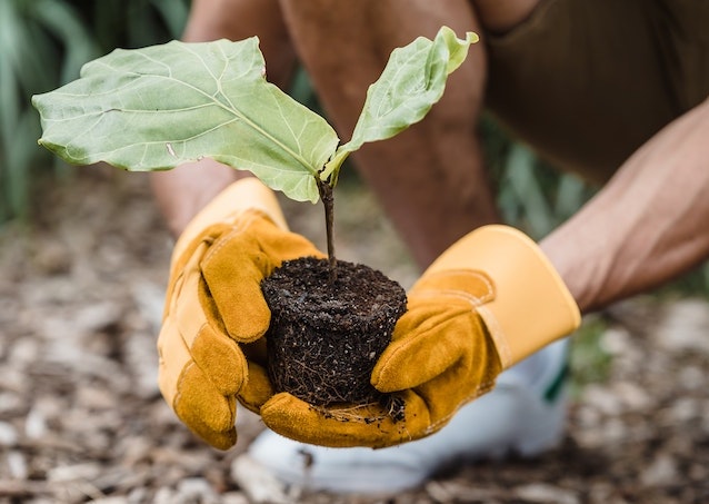 earth day 2023 image of a person who is caring for plants free stock image via Pexels
