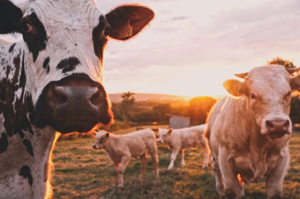 livestock at sunset