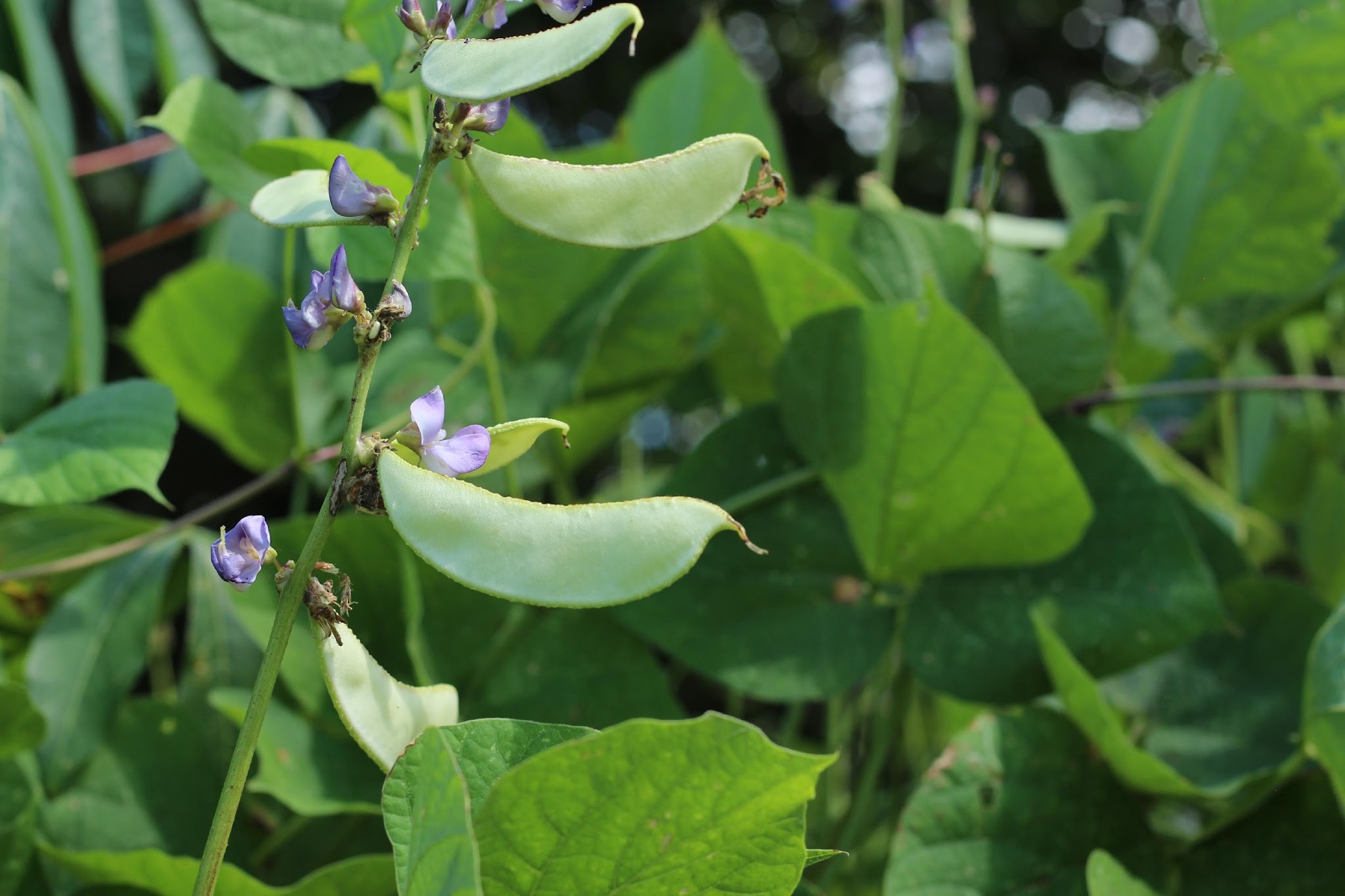 picture of a lablab bean, or hyacinth bean