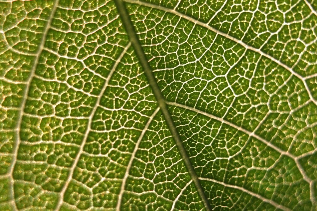 up-close image of a plant leaf in the study of plant science