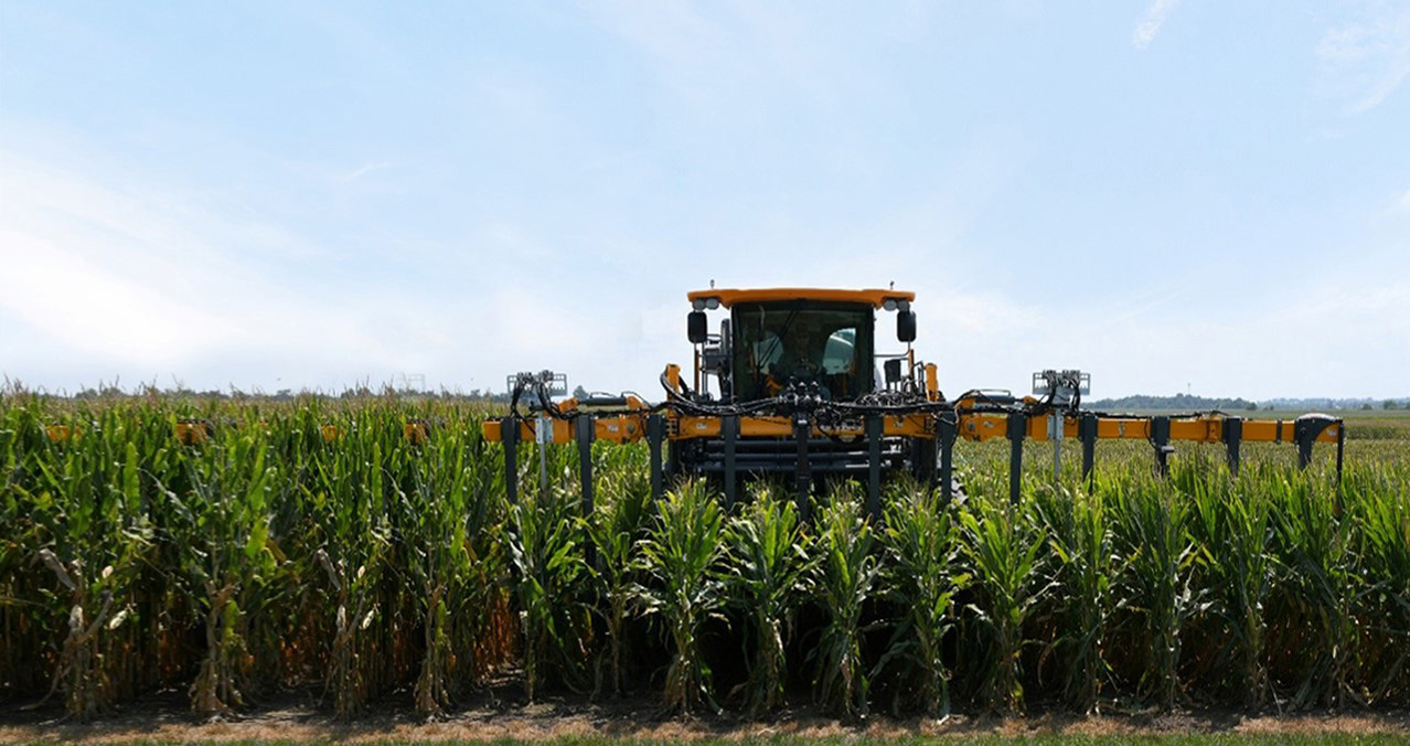 Bayer's short-stature corn