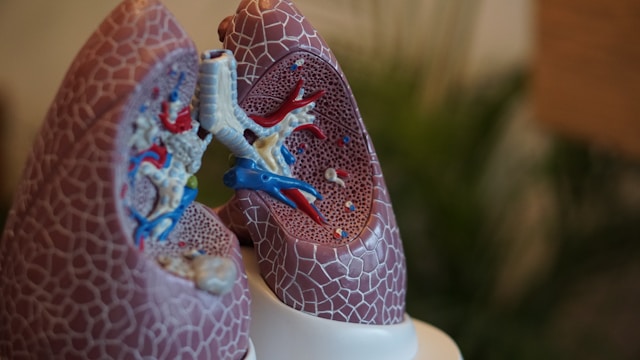 lungs, respiratory