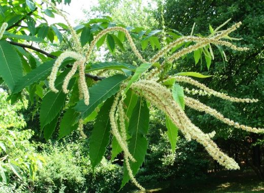 American-chestnut-tree