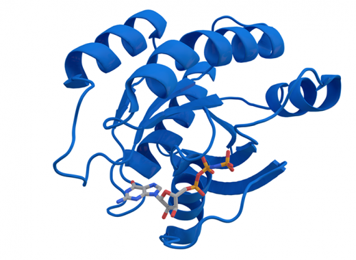 KRAS_protein_3GFT - wikimedia commons