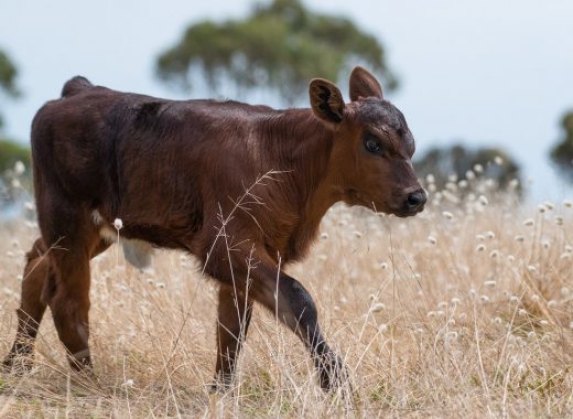 calf-g3b7963e2a_1280