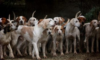 dogs-g80baace0e_1280