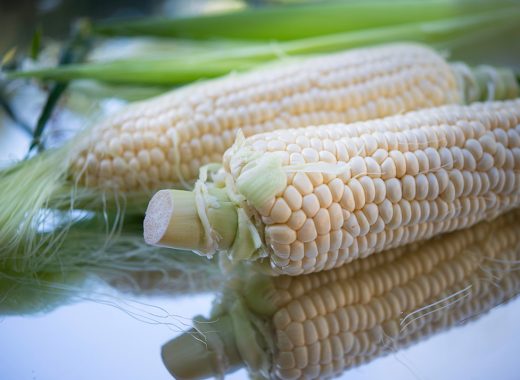 gene-edited-corn