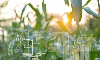 Growing corn in agricultural farm planted with technology, Smart farming with IoT, infographics. precision agriculture 4.0, modern technologies in agriculture, breed development, quality control