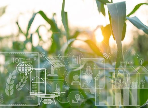 Growing corn in agricultural farm planted with technology, Smart farming with IoT, infographics. precision agriculture 4.0, modern technologies in agriculture, breed development, quality control