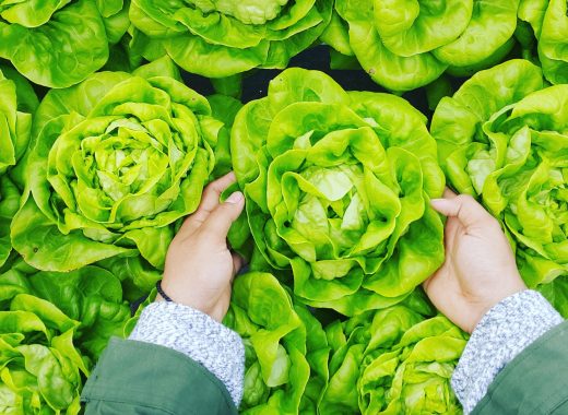 lettuce and food safety