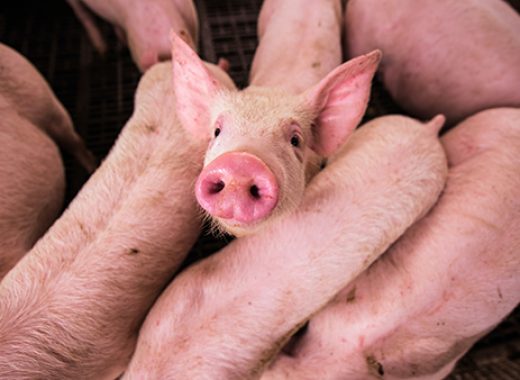 pigs on a farm