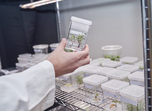 poplar-seedling-Living-Carbon