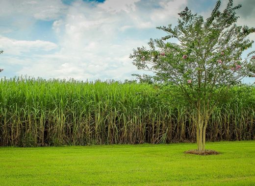 sugarcane-gcede390f3_1280