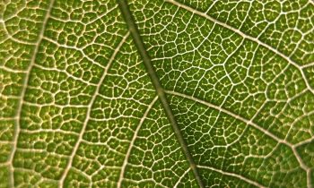 up-close image of a plant leaf in the study of plant science